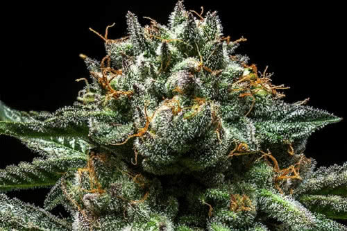 chempie strain by ripper seeds