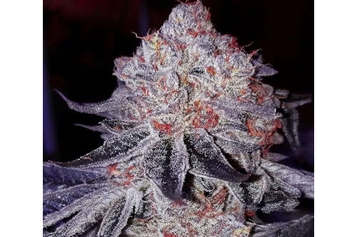 cherry gar see ya r1 strain plant by ethos genetics