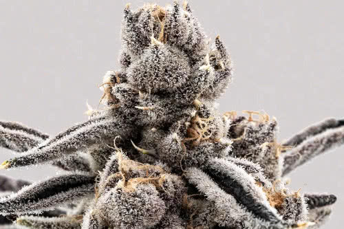 cherry limeaid high thc plant by certified seeds