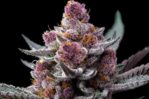 cherry poppers strain plant by barneys farm