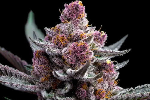 cherry poppers high thc plant by barneys farm