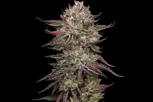 chicken n wafflez strain plant by humboldt seed company