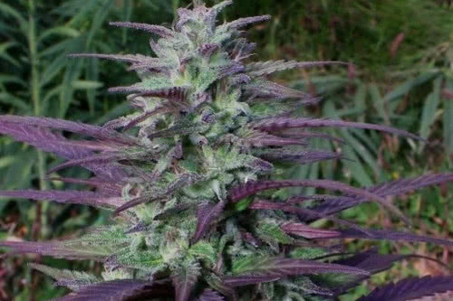 china yunnan strain plant by ace seeds