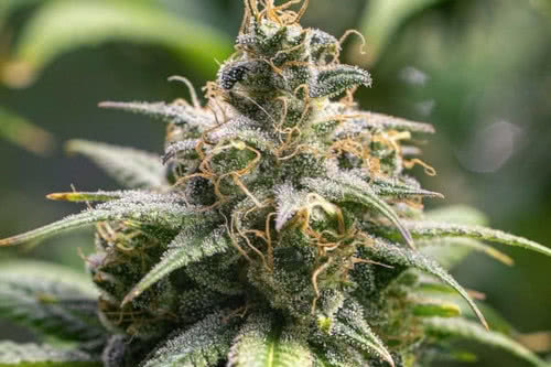 chocolate haze strain by rqs