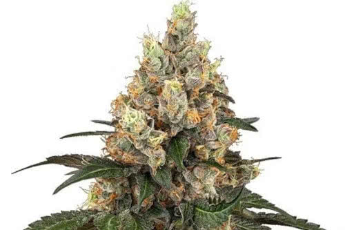 chocolate rainbow xxl strain plant by sensi seeds