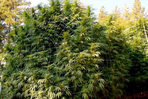 chocolope sativa plant grown outdoors
