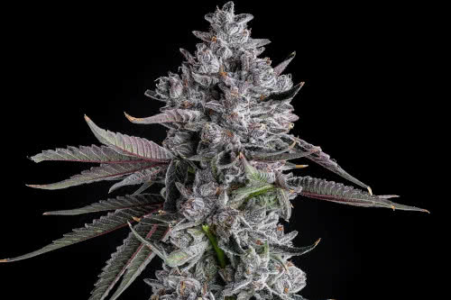 chrome dome strain plant by compound genetics