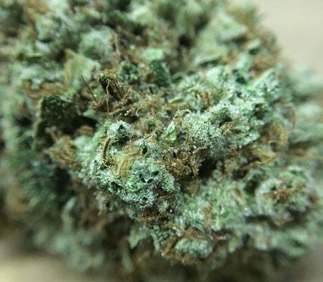 Chuck Norris strain funny