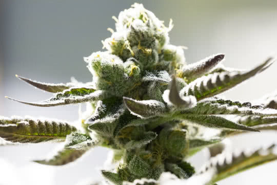 closeup cannabis bud growing with trichomes
