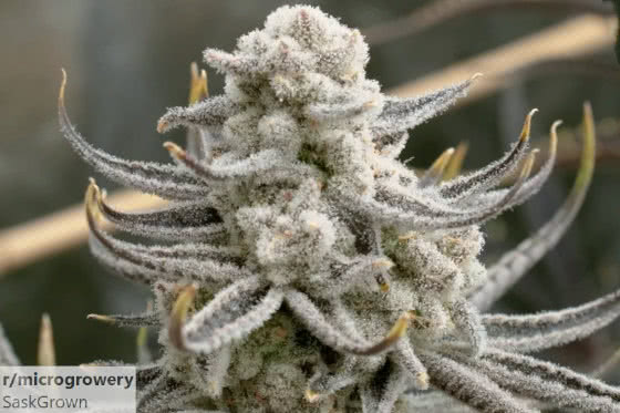 closeup cannabis bud thc trichomes
