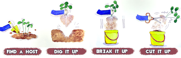 collecting starter inoculant for myco fungi
