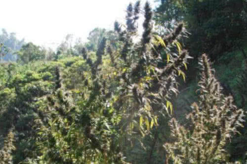 colombia mangobiche by cannabiogen