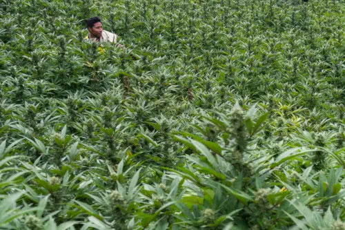 colombia wild cannabis patch outdoors