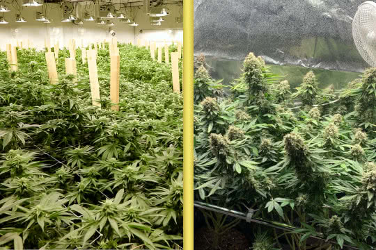 commercial grow vs home grow cannabis side by side