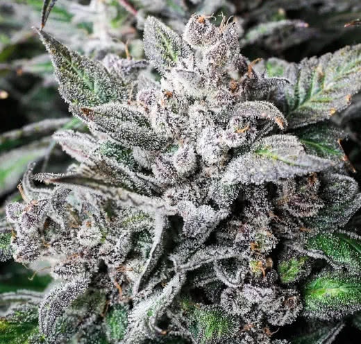 compton night owl reddit