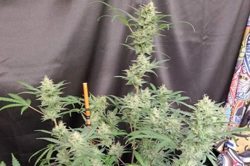 compton qoolaid auto strain by night owl seeds