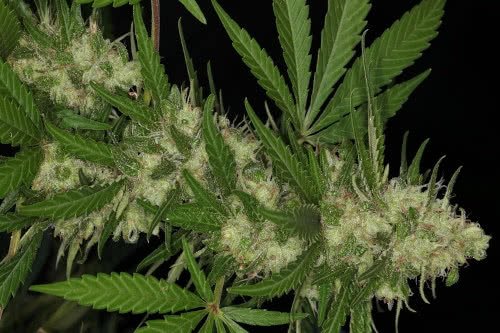 congo strain plant by ace seeds