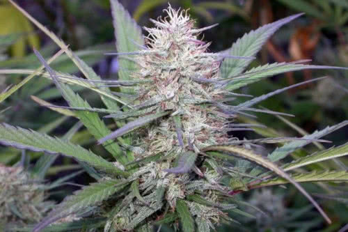 congo plant by ace seeds