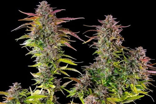 cookies gelato strain plant by royal queen seeds