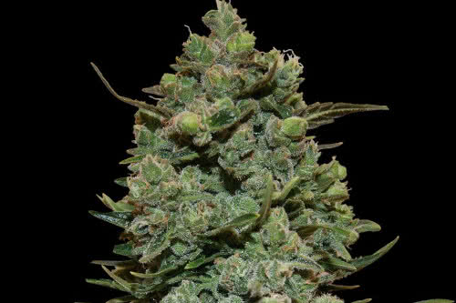 cookies kush strain by barneys farm