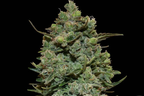 cookies kush weed plant by barneys farm