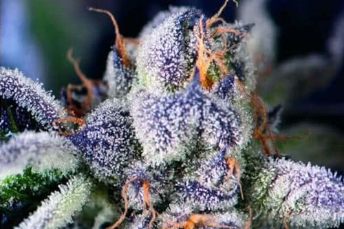 cookies usa strain by pyramid seeds