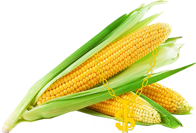 three ears of corn