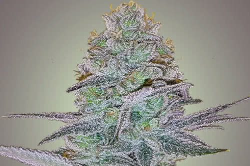 cosmic bomb auto fem strain by bomb seeds