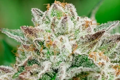 cosmic crashers strain plant by atlas seed