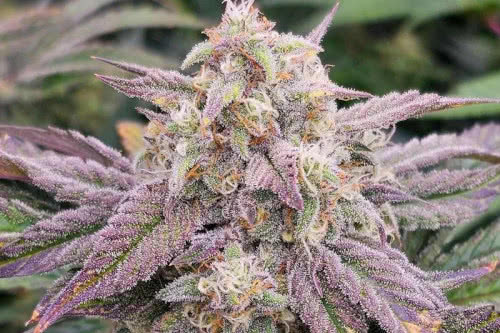 cpt og auto strain by night owl seeds