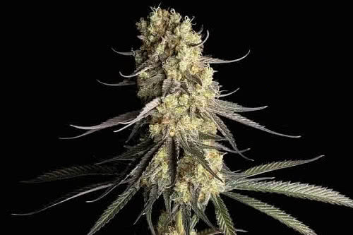 cream and cheese cbd cannabis plant by seedsman