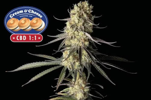 cream cheese cbd 1 to 1 medical strain by seedsman