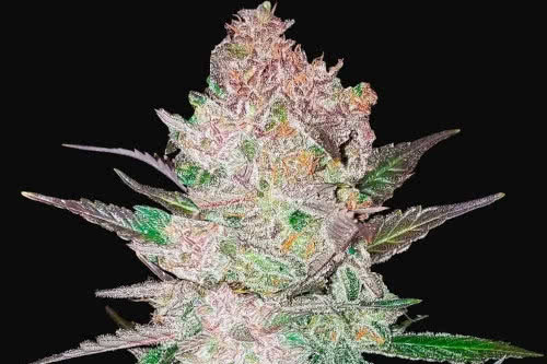 cream cookies auto strain plant by fast buds