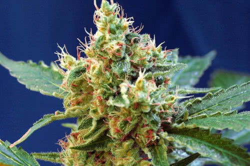 cream mandarine xl auto strain plant by sweet seeds