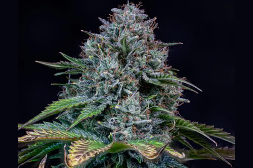 creme de la chem auto strain plant by mephisto genetics