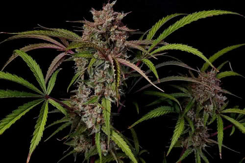 creme de la compton f3 auto strain by night owl seeds