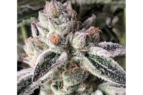 crescendo rbx1 strain plant by ethos genetics