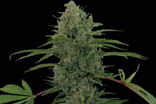 critical kush auto strain by barneys farm