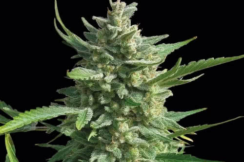 critical kush strain by barneys farm