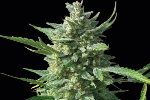 critical kush strain by barneys farm