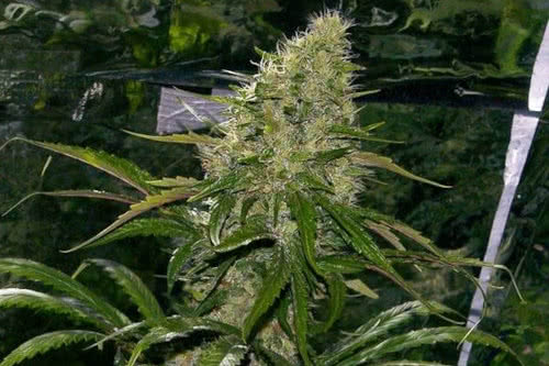 critical mass strain grown indoors by mr nice