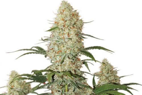 critical orange punch auto strain indoor cannabis plant