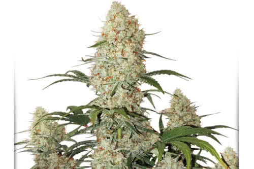 critical orange punch autoflower seeds cannabis plant