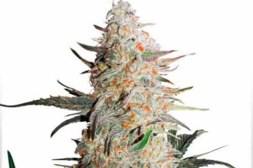 critical orange punch feminized seeds cannabis plant