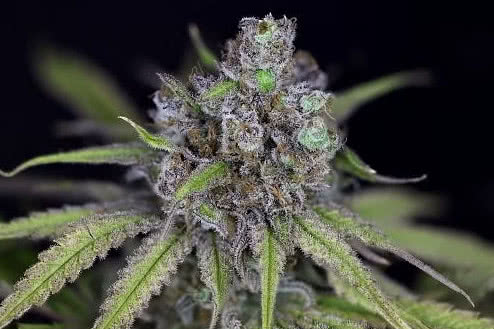 critical purple kush feminized strain plant
