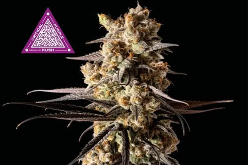 critical purple kush medical strain by seedsman