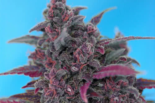 dark devil autoflower seeds cannabis plant