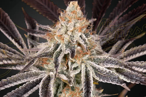 dark phoenix strain by greenhouse seed co