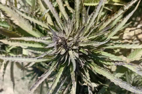 dasht desert landrace strain by landrace warden