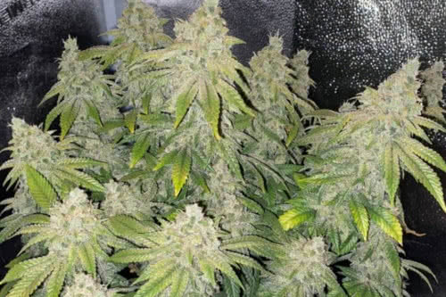 deadhead og auto strain by the cali connection